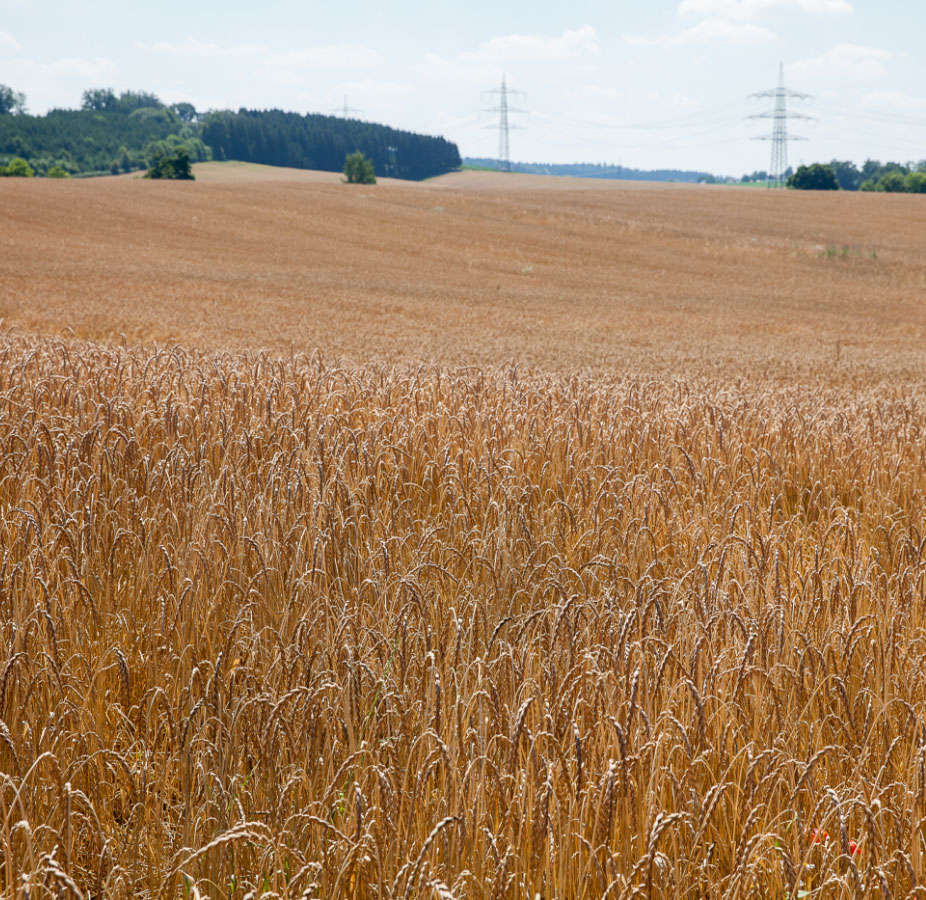 Wogendes Dinkelfeld bei Augsburg