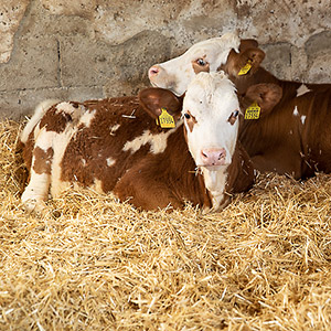 Auch Tierhaltung ist Bestandteil einer gesunden, biologischen Kreislaufwirtschaft.