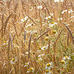 Bio Dinkelfeld mit einzelnen Kamilleblüten